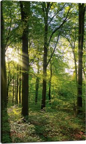 Vászonkép Nap Erdő Fák Fénysugarak 60x100 cm
