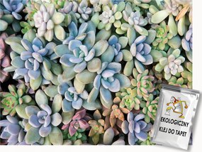 Fotótapéta Flizelina Természet Növények Pozsgások Kaktuszok 200x140 ragasztó