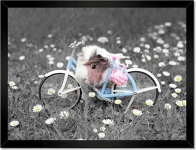 Poszterek keretben 40x30 Tengerimalac kerékpárral