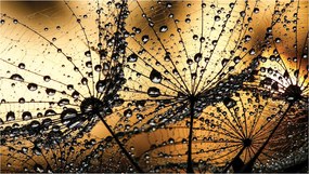 Fotótapéta Rosa a tejen A természet varázsa Frissesség részletei 416x254 +ragasztó