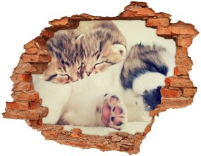 Fali matrica lyuk a falban Két macska és egy kutya nd-c-78906407