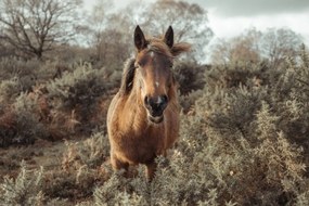 Poszter 45x30cm Ló a vadonban, Assaf Frank