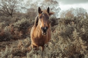 Poszter 86,4x56,8cm Ló a vadonban, Assaf Frank