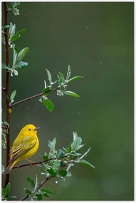 Poszterek 60x90 Madarak