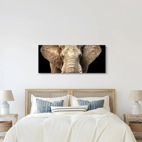 Kép - Afrikai elefánt (120x50 cm)