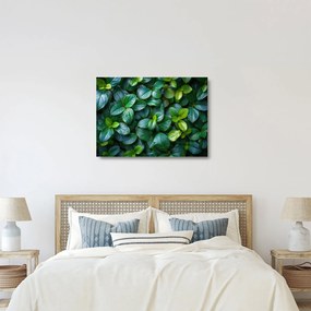 Üveg kép - Zöld növények (70x50 cm)