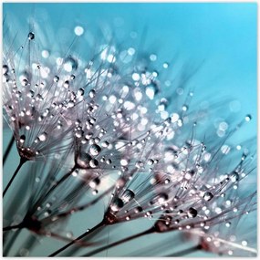 Poszterek 100x100 Harmatcseppek Pitypang