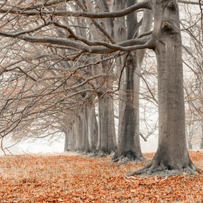 Poszter 20x20cm Fák egy sorban narancssárga levelek, Assaf Frank