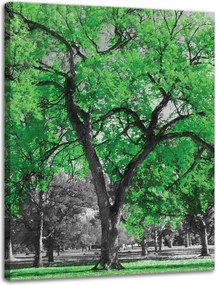 Vászonkép Fekete fák Zöld levelek Művészet 30x40 cm