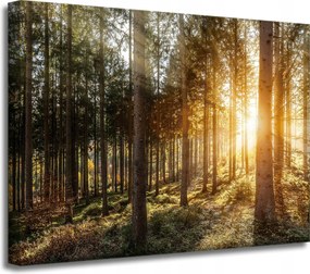 Nyírfa Napfák Vászonkép Reggel 40x30 cm Ajándéknak is tökéletes