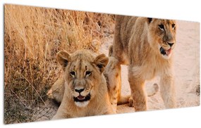 Egy oroszlán képe (120x50 cm)