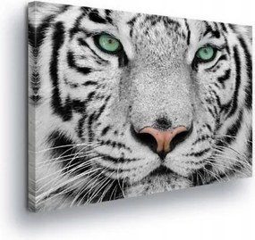 Vászonkép 100x75 Fehér tigris zöld szemek vad természet állat portré erő