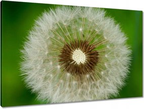 Vászonkép 90x60 Pitypang Virág Virágok