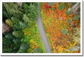 Poszter keretben 60x40 Út Erdő Ősz