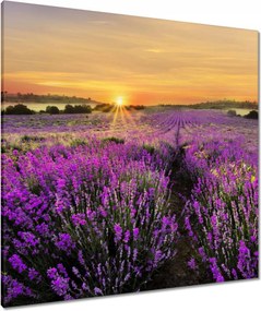 Vászonkép 80x80 Levendula naplemente