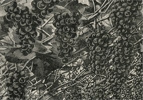 Tapéta Flizelin Falfestmény Prémium Szőlő nyomtatás 312x219 Ragasztó