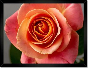 Poszterek keretben 40x30 Rózsa Virág Virágok Rózsa