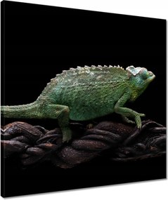 Vászonkép 50x50 Hosszú zöld kaméleon