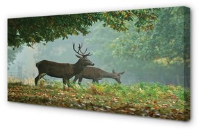 Canvas képek Deer őszi erdő 120x60 cm