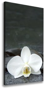 Vászonkép nyomtatás Orchidea kövek ocv-113617594