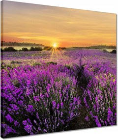 Vászonkép 40x40 Levendula naplemente