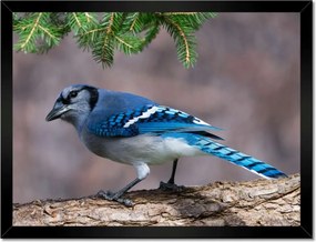 Poszterek keretben 40x30 Madár Sólyom