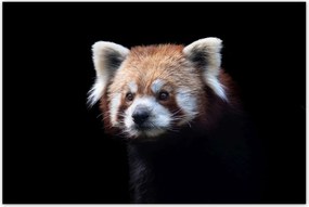 Poszterek 120x80 Panda ailurus fulgens