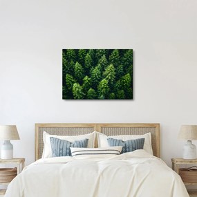 Kép - Forest (70x50 cm)