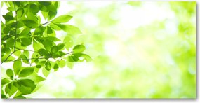 Üvegpanel a konyhába Levelek 120x60 cm Ragasztó