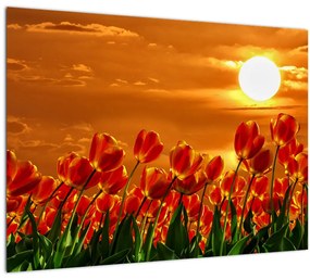 Kép egy virágzó mező tulipánokkal (üvegen) (70x50 cm)