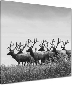 Vászonkép 90x90 Szarvascsorda Felszarvazott