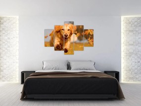 Kép - Golden Retriever (150x105 cm)