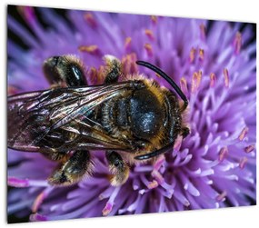 Méh a virágon képe (üvegen) (70x50 cm)