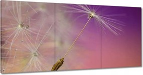 Vászonkép 120x60 Pitypang Virág Virágok