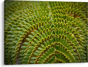 Kép - Fern (70x50 cm)