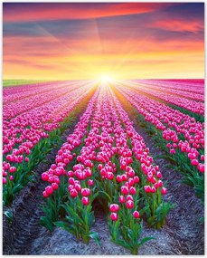 Poszterek 40x50 Tulipánok tengere Virágok