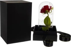 Világító örökrózsa luxuscsomagolásban