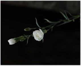 Poszterek 50x40 Fehér szegfű virágok