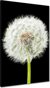 Vászonkép 80x120 Pitypang virág rét