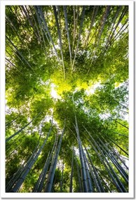 Poszterek keretben 40x60 Bambusz trópusi erdő