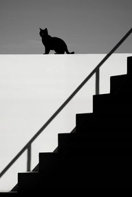 Poszter 61x90,5cm Sziluett és szimmetria