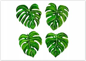 Poszterek 100x70 Lyukas monsera levelek