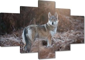 Festmények 120x80 A farkasfalka vezetője