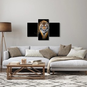 Kép - Tigris (90x60 cm)