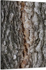 Vászonkép Természet Fakéreg Varázslat Erdő Fák 60x90