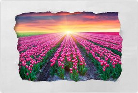 Poszterek 60x40 Tulipánok tengere Virágok