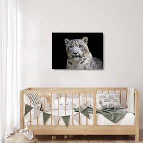 Üveg kép - Snow Leopard (70x50 cm)