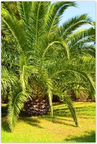 Poszterek 80x120 Trópusok Tájkép Pálmafák