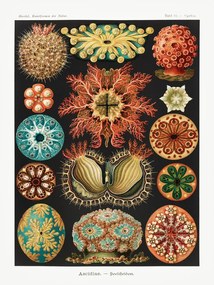 Reprodukció Ascidiae–Seescheiden, Ernst Haeckel