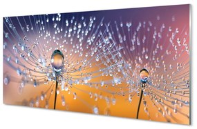 Üvegképek Csepp makró pitypang 125x50 cm